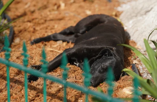 Perro negro callejero recostado en el suelo junto a una reja verde, en imagen de archivo.