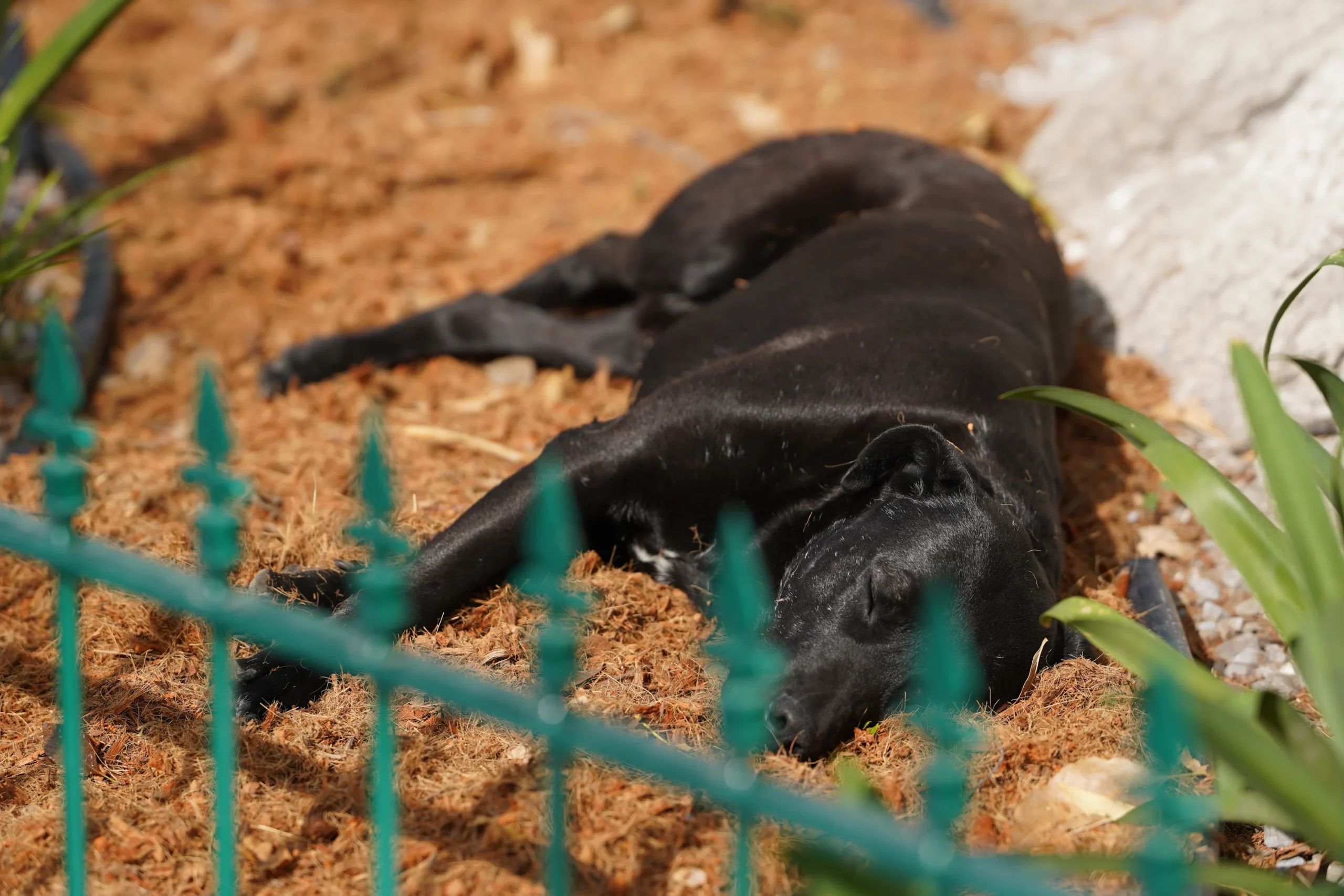 Perro negro callejero recostado en el suelo junto a una reja verde, en imagen de archivo.